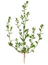 Knotgrass, Polygonum aviculare, the entire plant Royalty Free Stock Photo