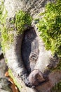 Knothole on a beech