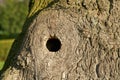 Knothole on an old maple tree serves as a nesting hole for birds Royalty Free Stock Photo