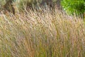 Knotted club-rush with brown flower head on spikes growing at sa