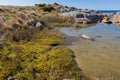 Knotted club-rush, colorful Beaded glasswort growing on coastal