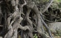 Knotted Roots Royalty Free Stock Photo