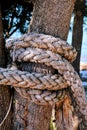 A knotted rope in a large tree Royalty Free Stock Photo