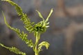 Knotting gall Chirosia betuleti on a male fern Dryopteris filix-mas Royalty Free Stock Photo