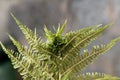 Knotting gall Chirosia betuleti on a male fern Dryopteris filix-mas Royalty Free Stock Photo