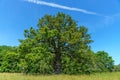 Knotty old oak tree in a field in summer sunlight Royalty Free Stock Photo