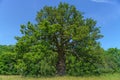 Knotty old oak tree in summer sunlight Royalty Free Stock Photo