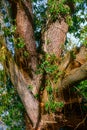 Knotty old trunk of a big willow tree Royalty Free Stock Photo