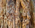 Knotty tree bark