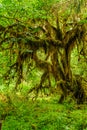 Knotty tree covered with moss