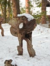 Knotty Trees and Stumps at Hida Folk Village, Takayama, Japan