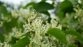 Knotweed bloom invasive plant Reynoutria flower or blossom bees Fallopia japonica Japanese, expansive intruder neophyte