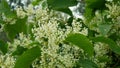 Knotweed bloom invasive plant Reynoutria flower or blossom bees Fallopia japonica Japanese, expansive intruder neophyte Royalty Free Stock Photo