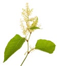 Knotweed branch with flowers Royalty Free Stock Photo