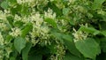 Knotweed flower invasive plant Reynoutria bloom or blossom bees Fallopia japonica Japanese, expansive intruder neophyte