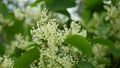 Knotweed flower invasive plant Reynoutria bloom or blossom bees Fallopia japonica Japanese, expansive intruder neophyte Royalty Free Stock Photo