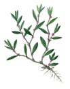 Knotweed herb
