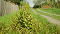 Knotweed Japanese, village house path way stems invasive expansive species dangerous plants leaf, leaves Asia Reynoutria