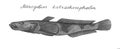 Knout goby. Hand drawn black realistic illustration.