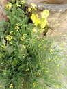 Mustard herbs growing up in home compound