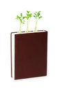 Knowledge concept with book and seedlings Royalty Free Stock Photo