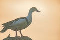 A Radjah shelduck during sunset at Yellow River Billabong in Kakadu National Park, Australia.. Royalty Free Stock Photo