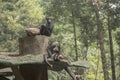 Chimpanzee in Zoo