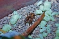 Known commonly as a wolf spider