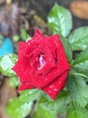 A Blossoming Beauty: A Close-Up of a Vibrant Red Rose Flower'