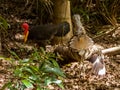 Bush Thick-Knee in Queensland Australia Royalty Free Stock Photo