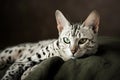 Egyptian Mau cat - Originated in Egypt