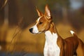 Basenji - originated in Central Africa