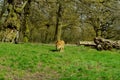 Knowsley Safari Lion in angry pose