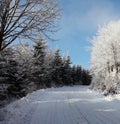 The knurled trails. Royalty Free Stock Photo