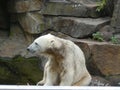 Knut the most famous polar bear Royalty Free Stock Photo