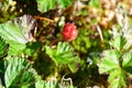 Knyazhenika berry Latin Rubus arcticus in the mountains of the Northern Urals