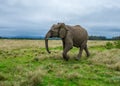 Knysna Elephant Sanctuary, South Africa Royalty Free Stock Photo