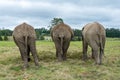 Knysna Elephant Sanctuary, South Africa Royalty Free Stock Photo