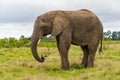 Knysna Elephant Sanctuary, South Africa Royalty Free Stock Photo