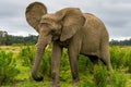 Knysna Elephant Sanctuary, South Africa Royalty Free Stock Photo