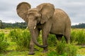 Knysna Elephant Sanctuary, South Africa Royalty Free Stock Photo