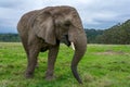 Knysna Elephant Sanctuary, South Africa Royalty Free Stock Photo