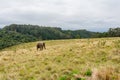 Knysna Elephant Sanctuary, South Africa Royalty Free Stock Photo