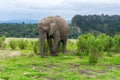 Knysna Elephant Sanctuary, South Africa Royalty Free Stock Photo