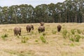 Knysna Elephant Sanctuary, South Africa Royalty Free Stock Photo