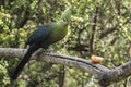 Knysna loerie moves closer to some fruit on a tree branch