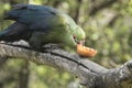 Knysna Loerie takes a bite out of a piece of fruit