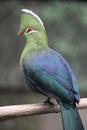 Knysna Loerie or Turaco Bird