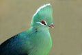 Knysna Loerie or Turaco Bird