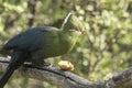 Knysna loerie eating fruit on a tree branch